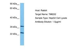 TMED2 Rabbit anti-Human, Polyclonal, Novus Biologicals 0.1 mL | Buy Online | Novus Biologicals | Fisher Scientific